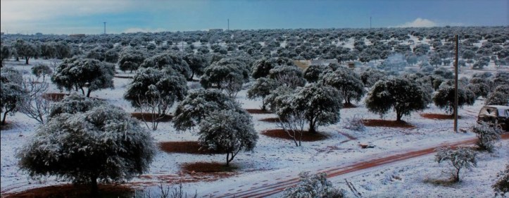 snow on olives